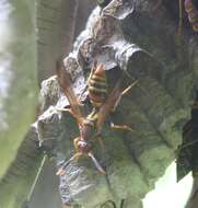 Image of Polistes bahamensis Bequard & Salt 1931