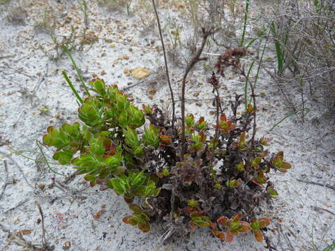 Image of Crassula ciliata L.