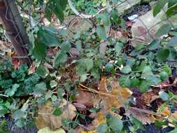 Image of Solanum nigrum subsp. nigrum