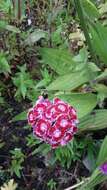 صورة Dianthus barbatus L.