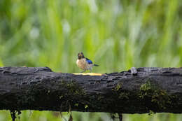 صورة Iridophanes Ridgway 1901