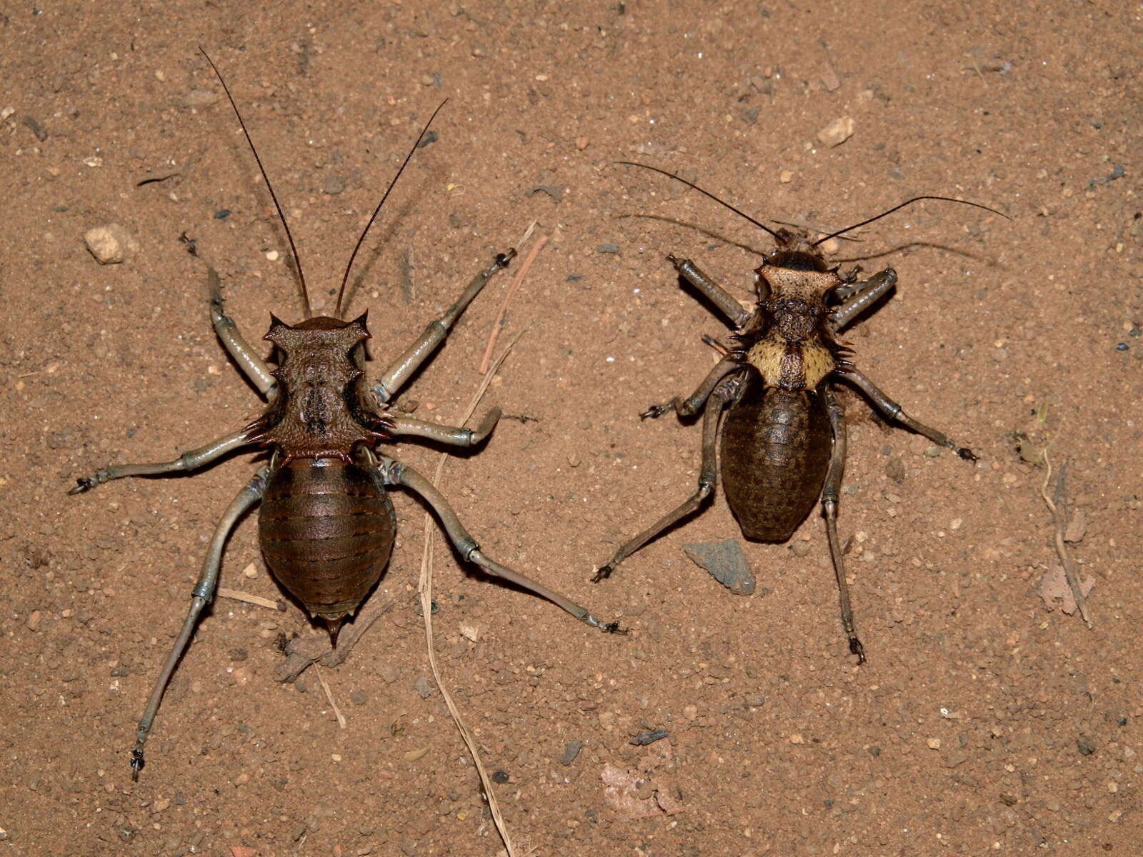 Plancia ëd Enyaliopsis parduspes Glenn Jr. 1991