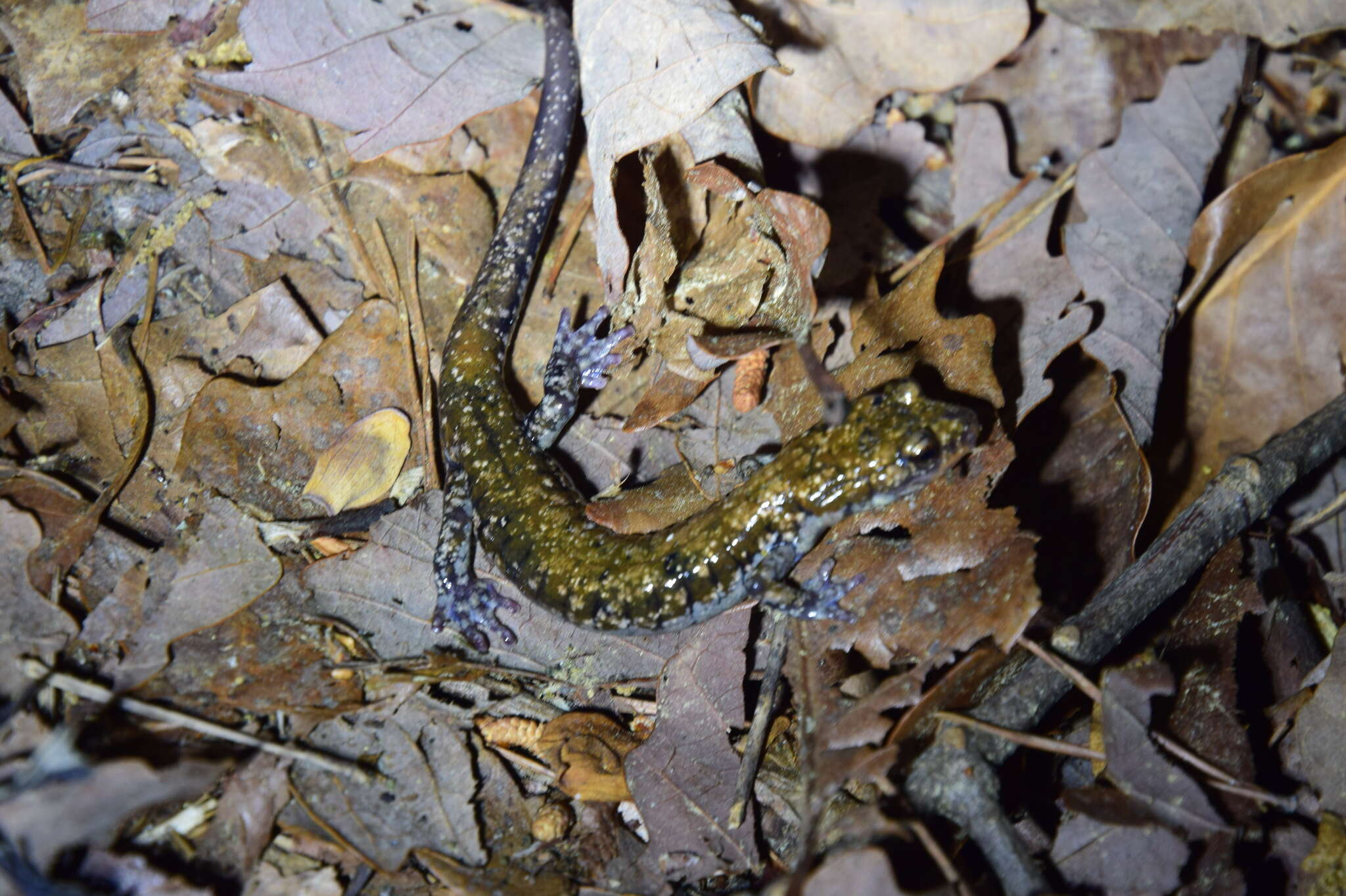 Image of Plethodon petraeus Wynn, Highton & Jacobs 1988