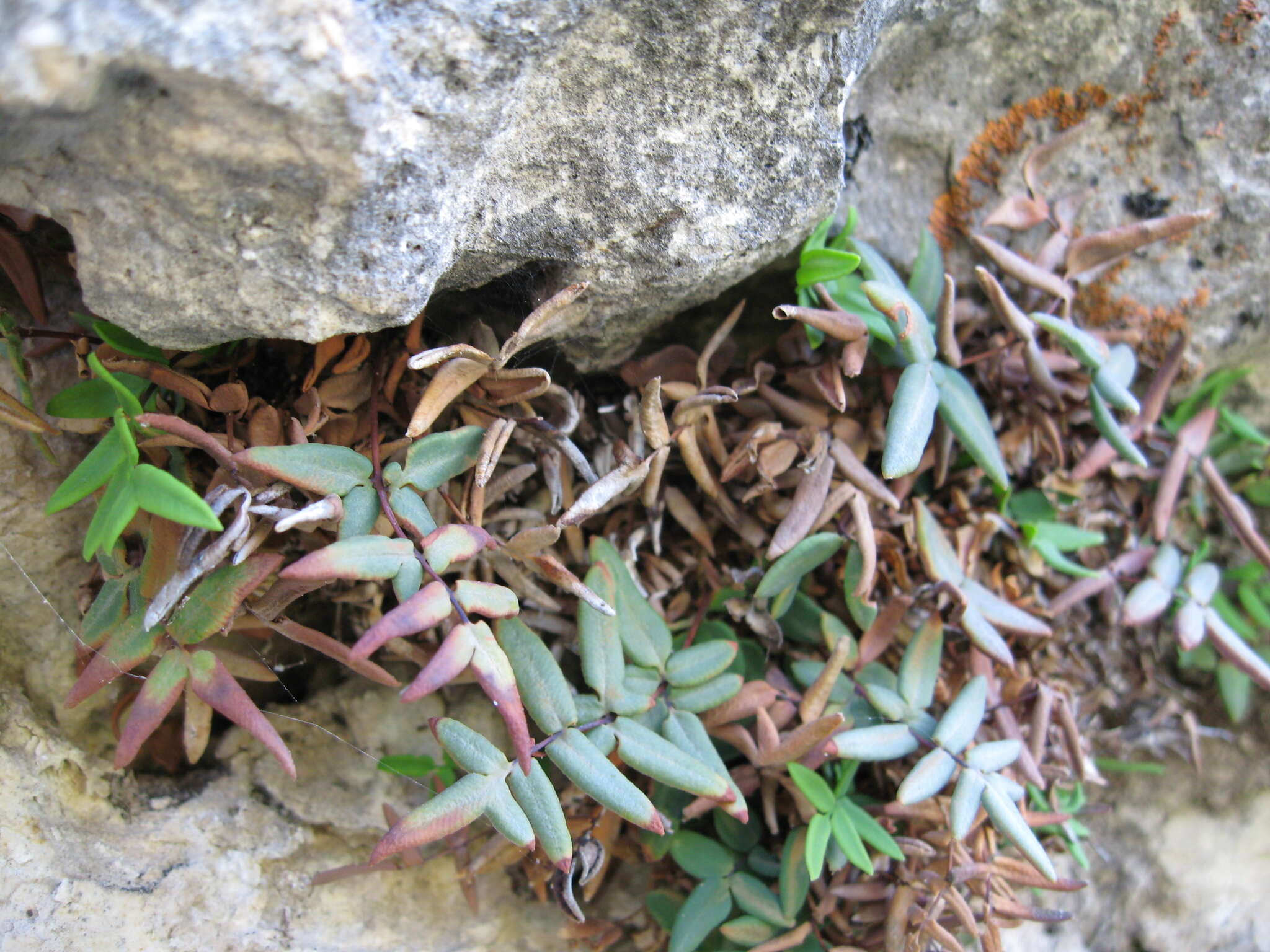 Imagem de Pellaea glabella subsp. occidentalis (E. Nelson) Windham