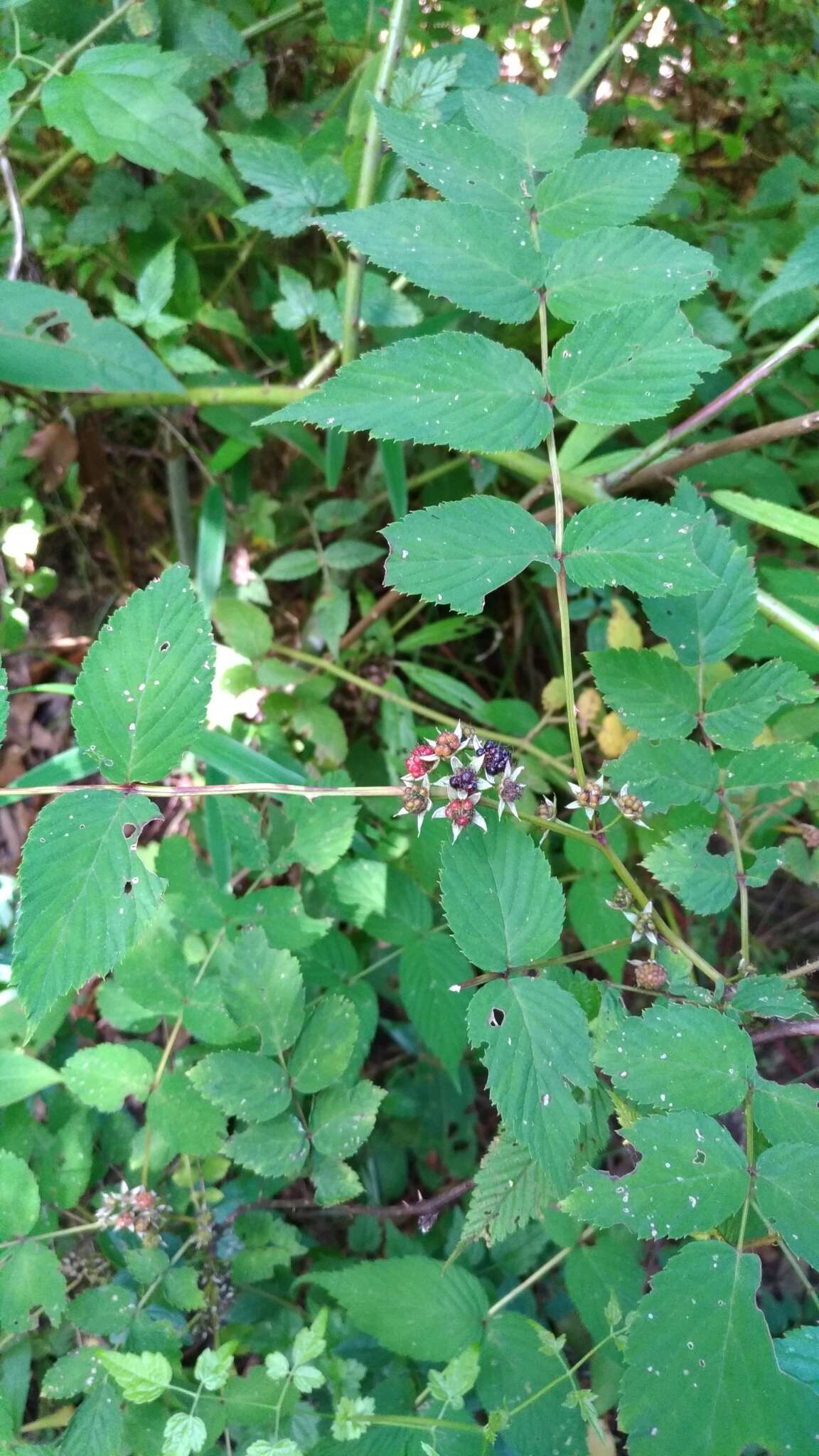 Image of Rubus inopertus (Diels) Focke