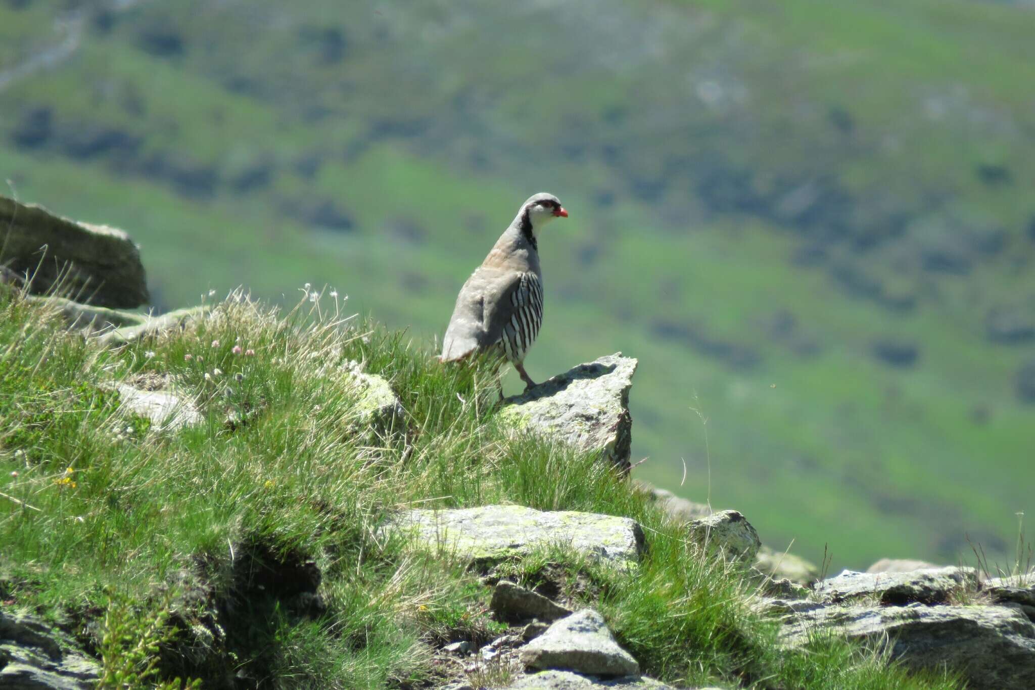 Image of Rock Partridge