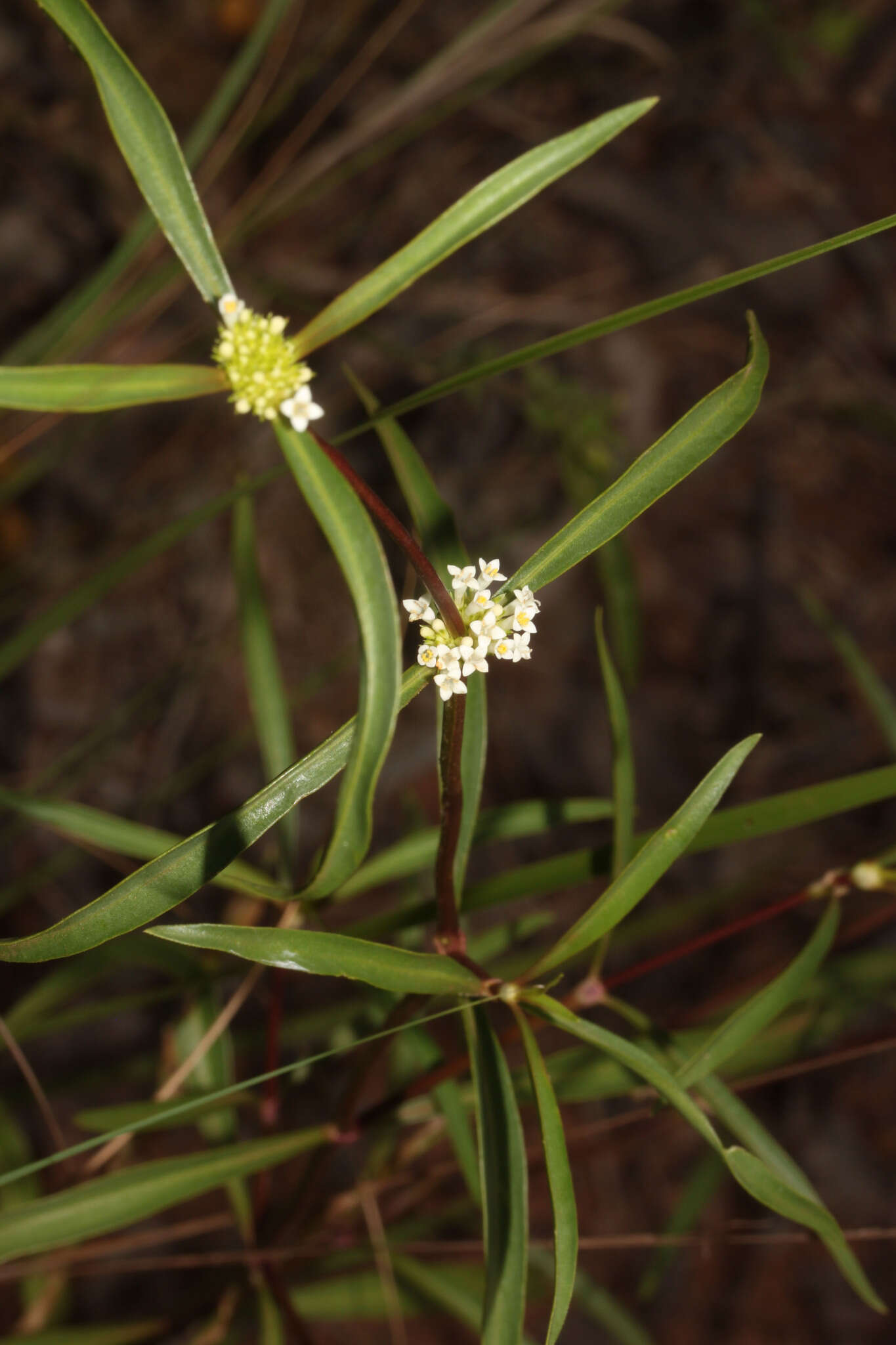 Image of Mitracarpus bicrucis Bacigalupo & E. L. Cabral