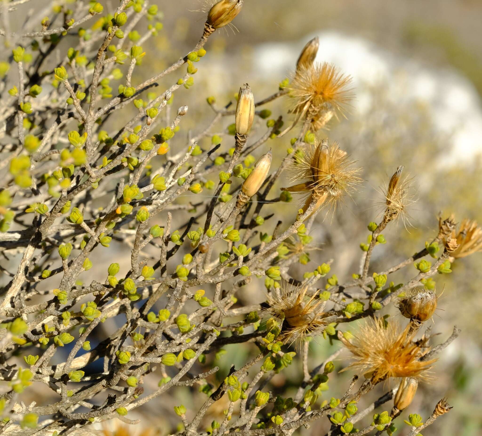 Imagem de Pteronia glomerata L. fil.