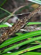 Sivun Carex uncinata L. fil. kuva