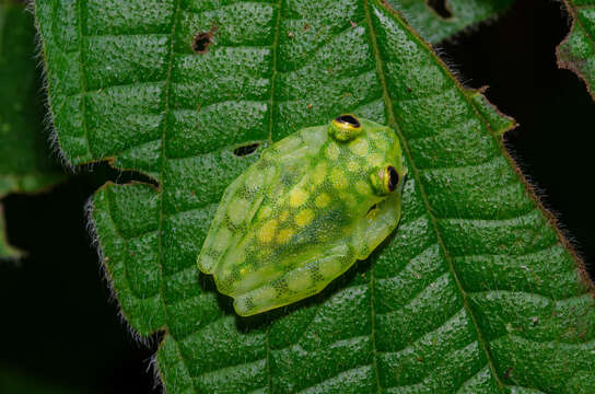 Image of La Palma Glass Frog