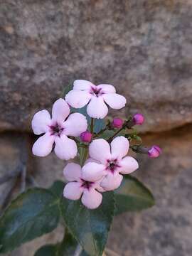 Image of Teedia pubescens Burch.