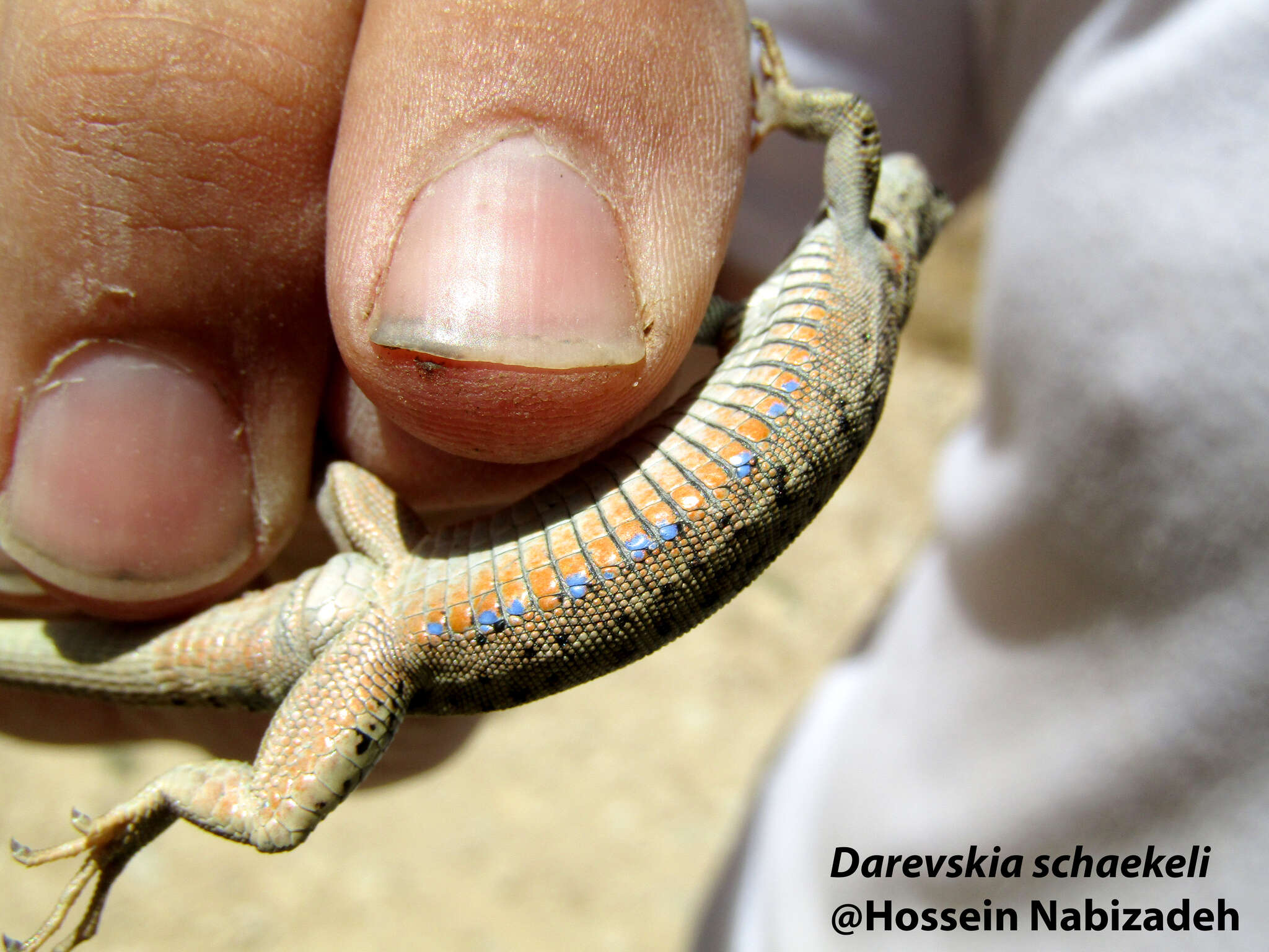 Image of Darevskia schaekeli Ahmadzadeh, Flecks, Carretero, Mozaffari, Böhme, Harris, Freitas & Rödder 2013