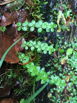 Image of Galium formosense Ohwi