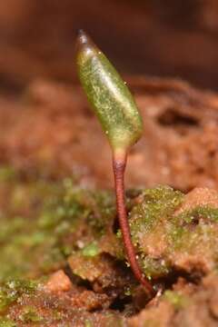 Image of Piper's buxbaumia moss