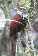 Image of Pearled Treerunner