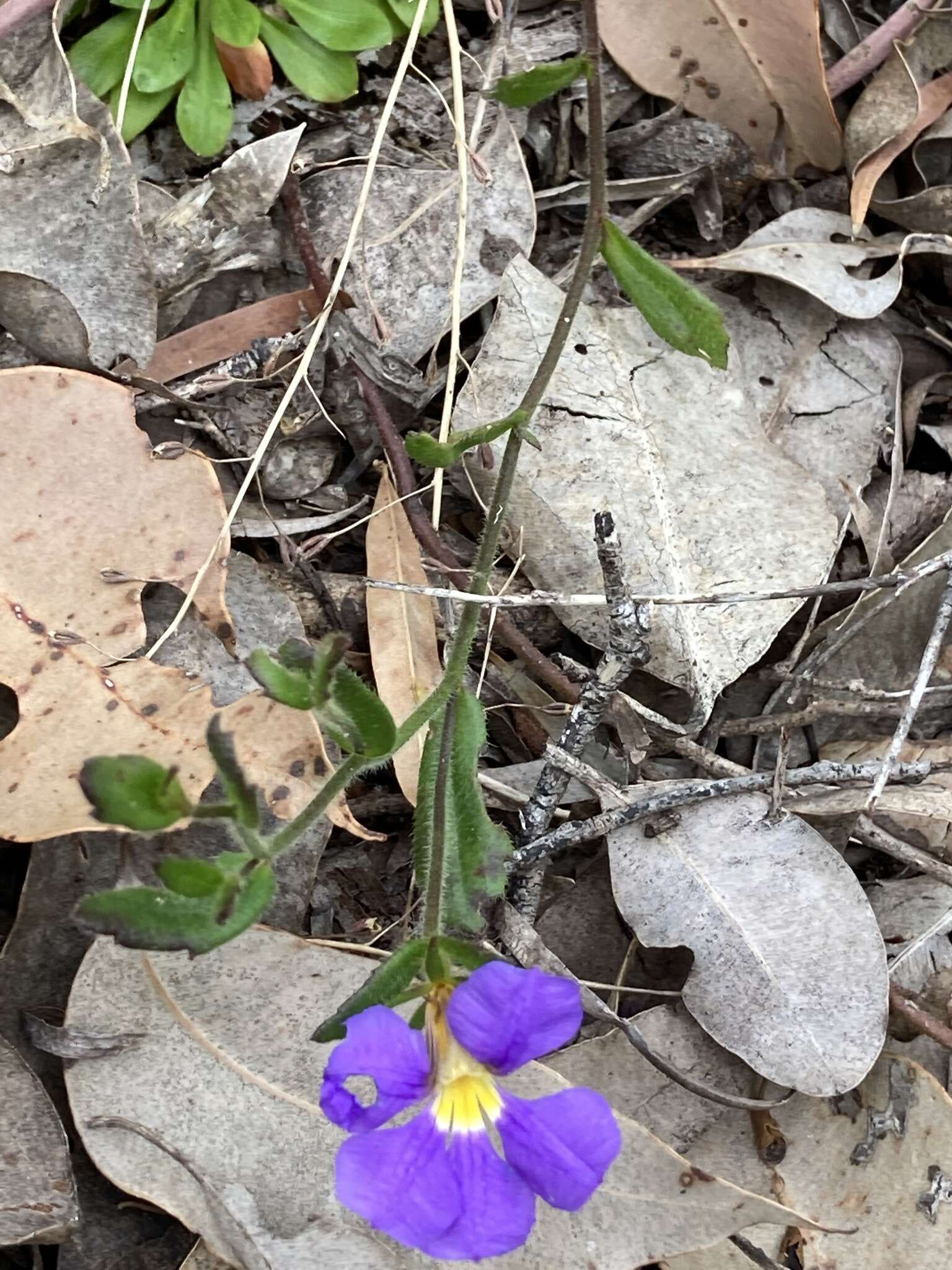 Слика од Scaevola calliptera Benth.