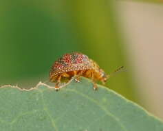 Imagem de <i>Paropsis obsoleta</i>