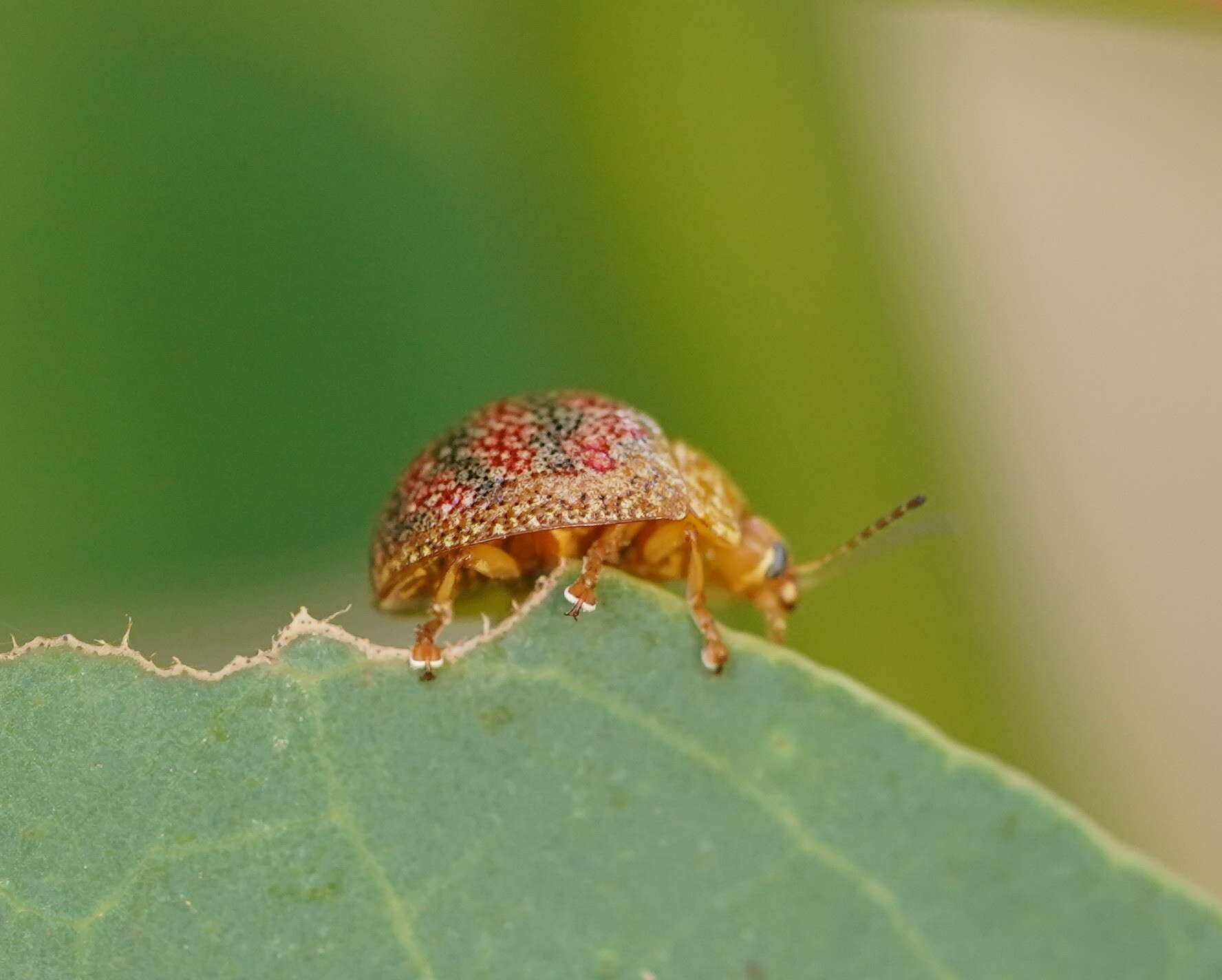 Imagem de <i>Paropsis obsoleta</i>