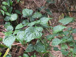 صورة Alocasia cucullata (Lour.) G. Don