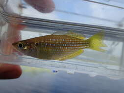 Image of Checkered rainbowfish