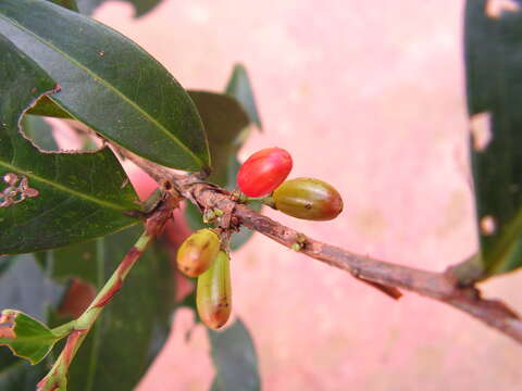 Image of Erythroxylum citrifolium A. St.-Hil.