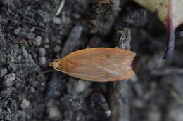 Image of Gymnobathra sarcoxantha Meyrick 1884