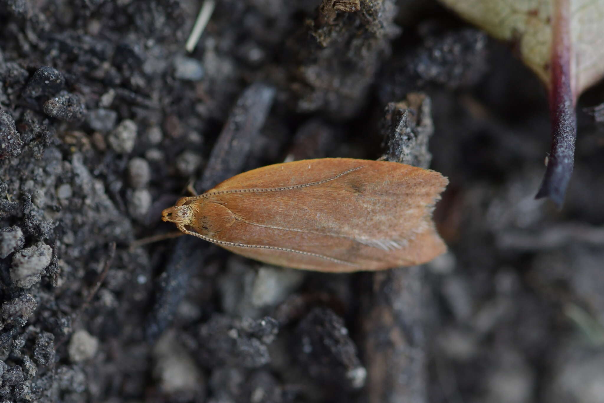 Image of Gymnobathra sarcoxantha Meyrick 1884