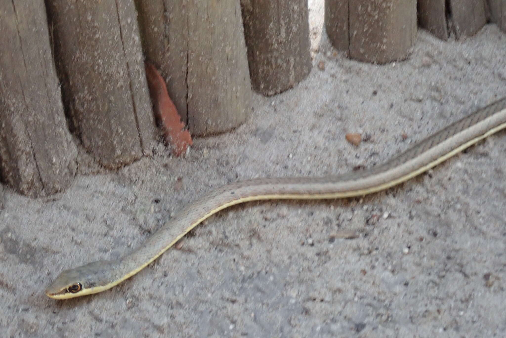 Image of Stripe-bellied Sand Snake