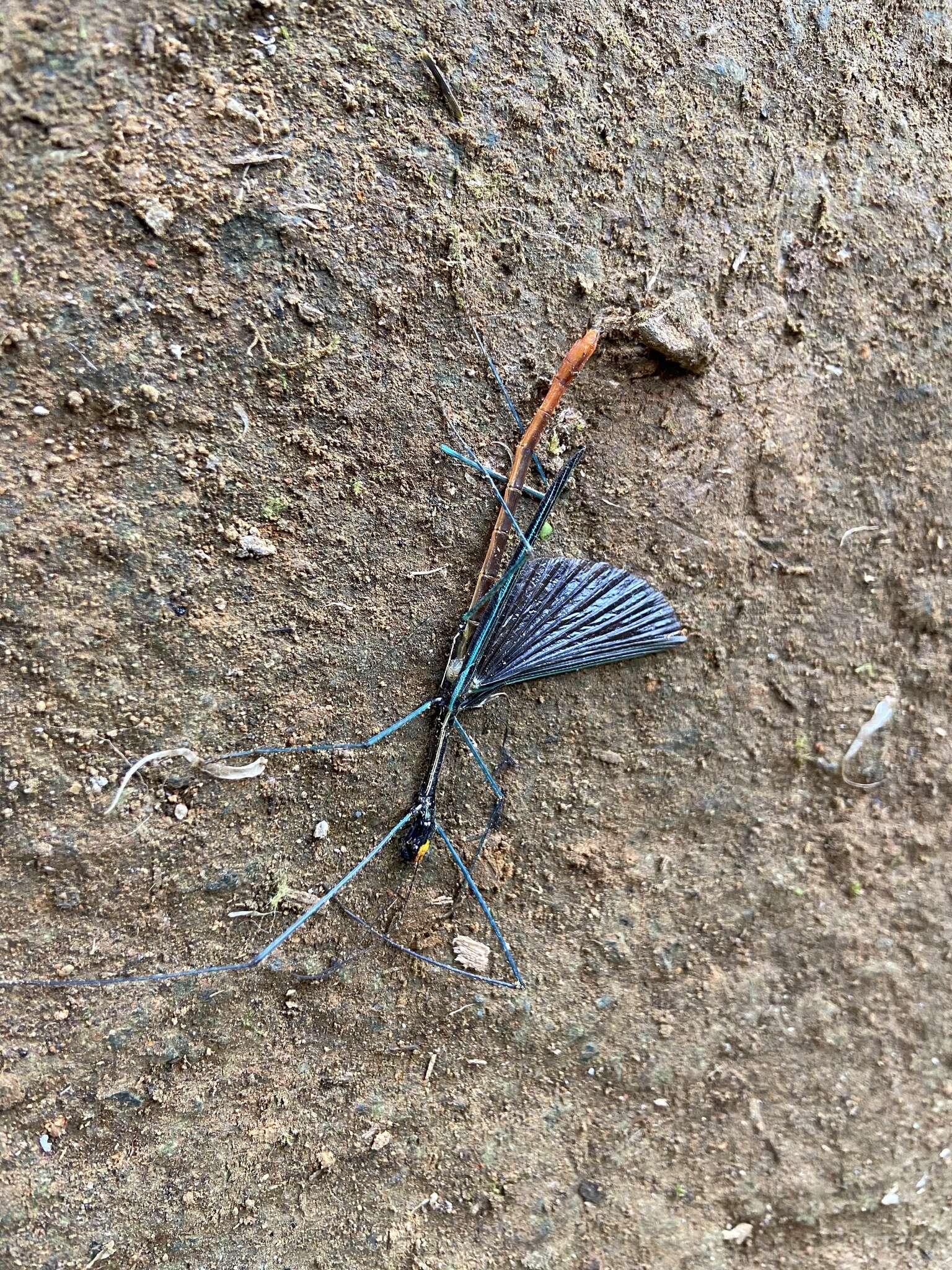 Image of Ophicrania palinurus (Westwood 1859)