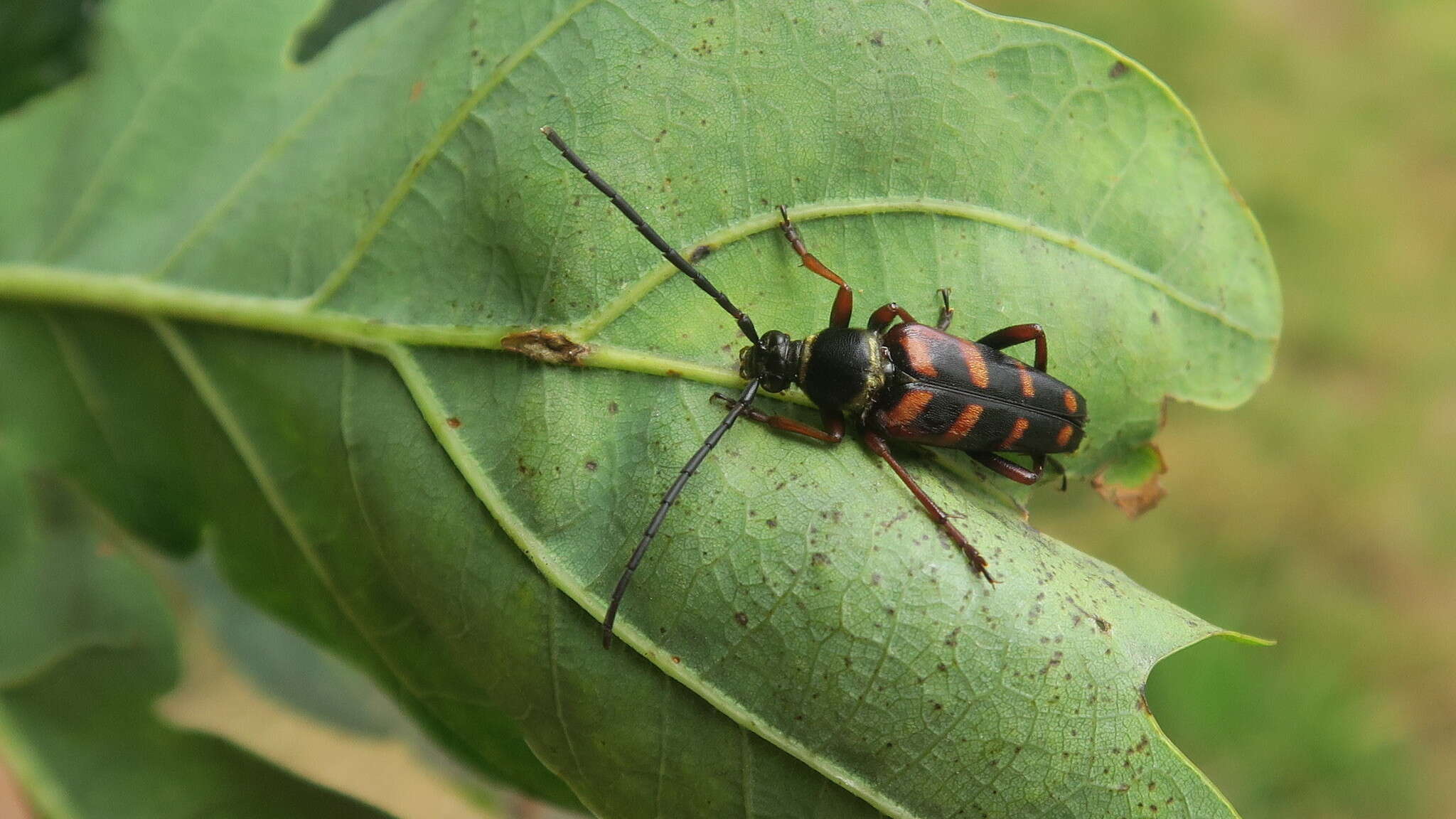 Image of Leptura aurulenta Fabricius 1793