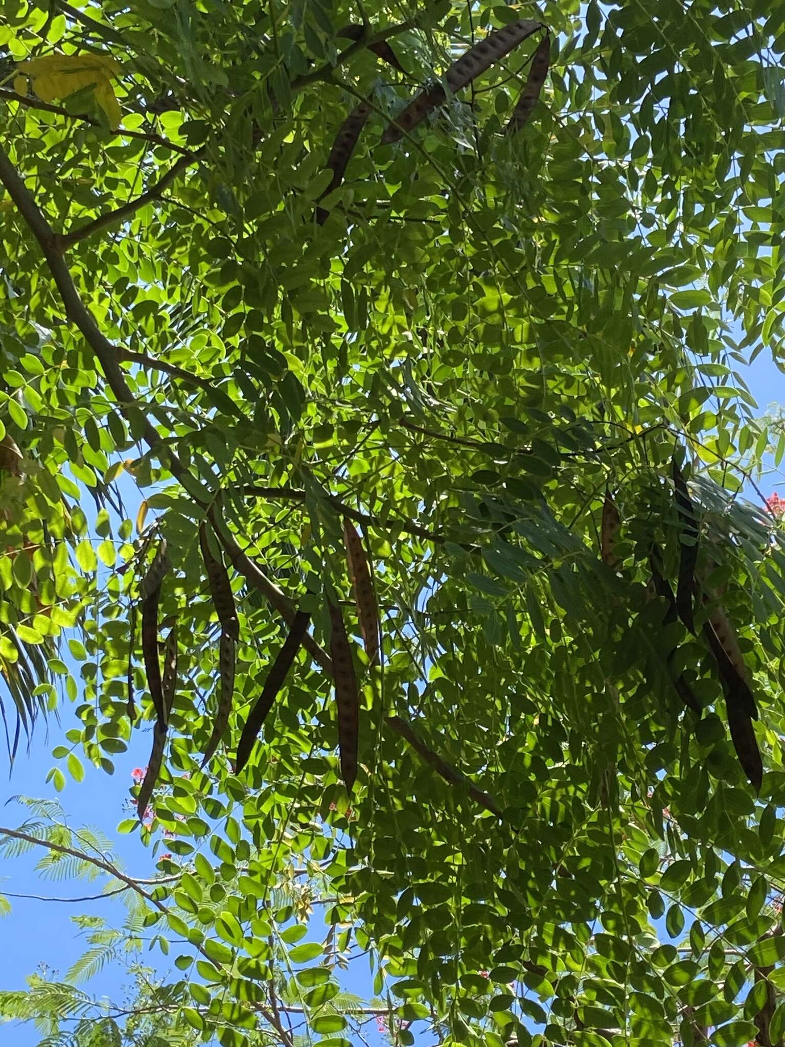 Image de Albizia procera (Roxb.) Benth.