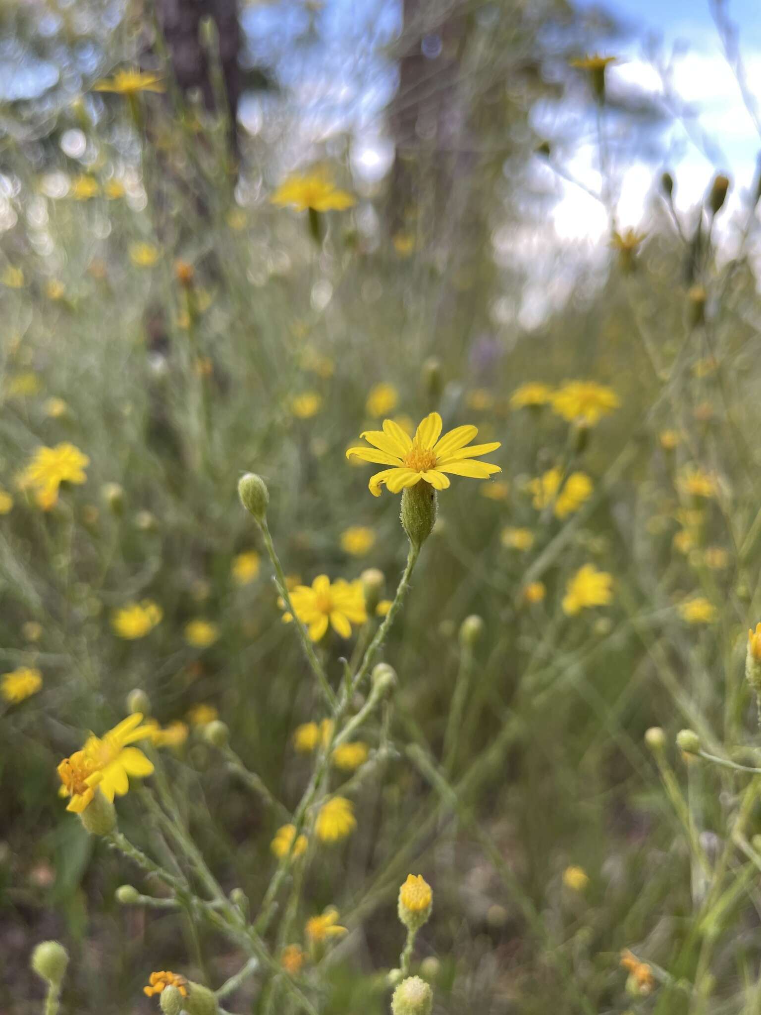 <i>Pityopsis <i>aspera</i></i> var. aspera resmi