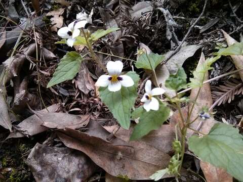 صورة Viola ocellata Torr. & Gray