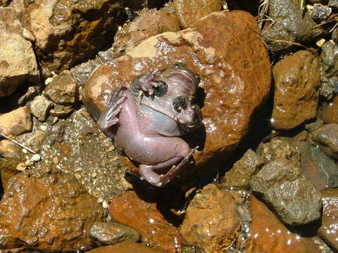 Image of Pehuenche Spiny-chest Frog