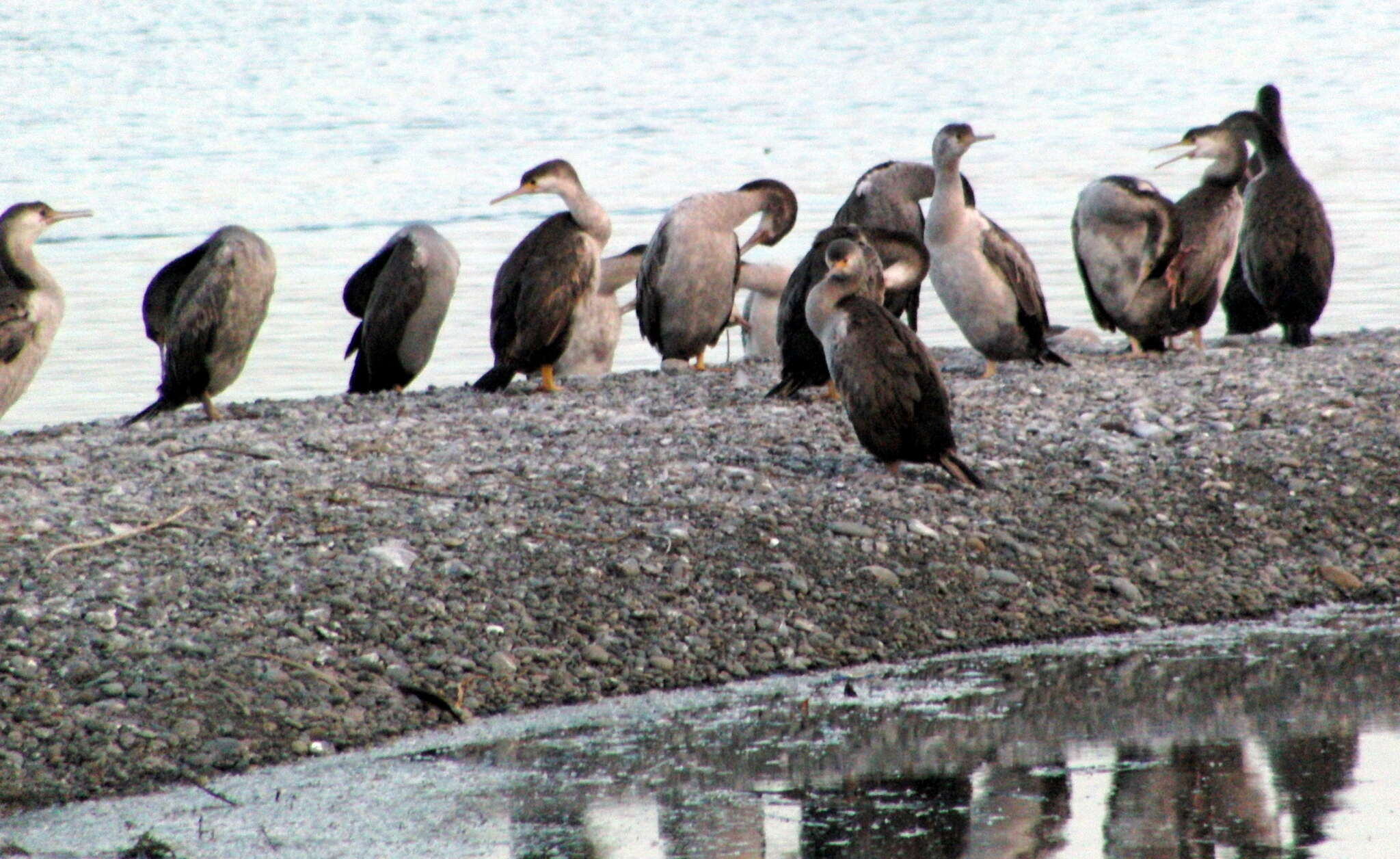 Image of Phalacrocorax punctatus punctatus (Sparrman 1786)