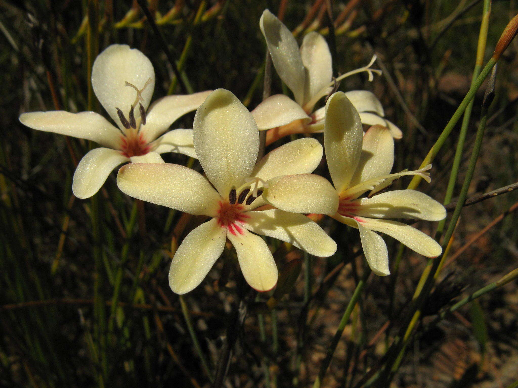 Image of Tritonia cooperi (Baker) Klatt