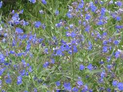 Image of Italian bugloss