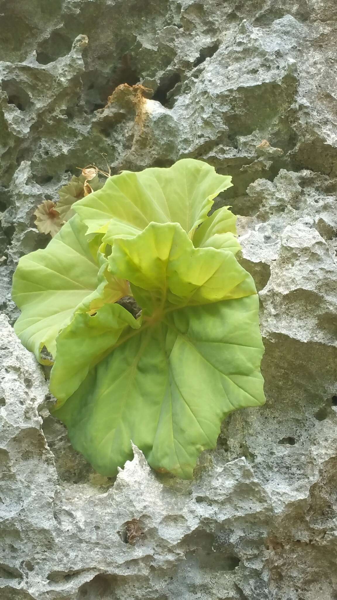 Image of Begonia goudotii A. DC.