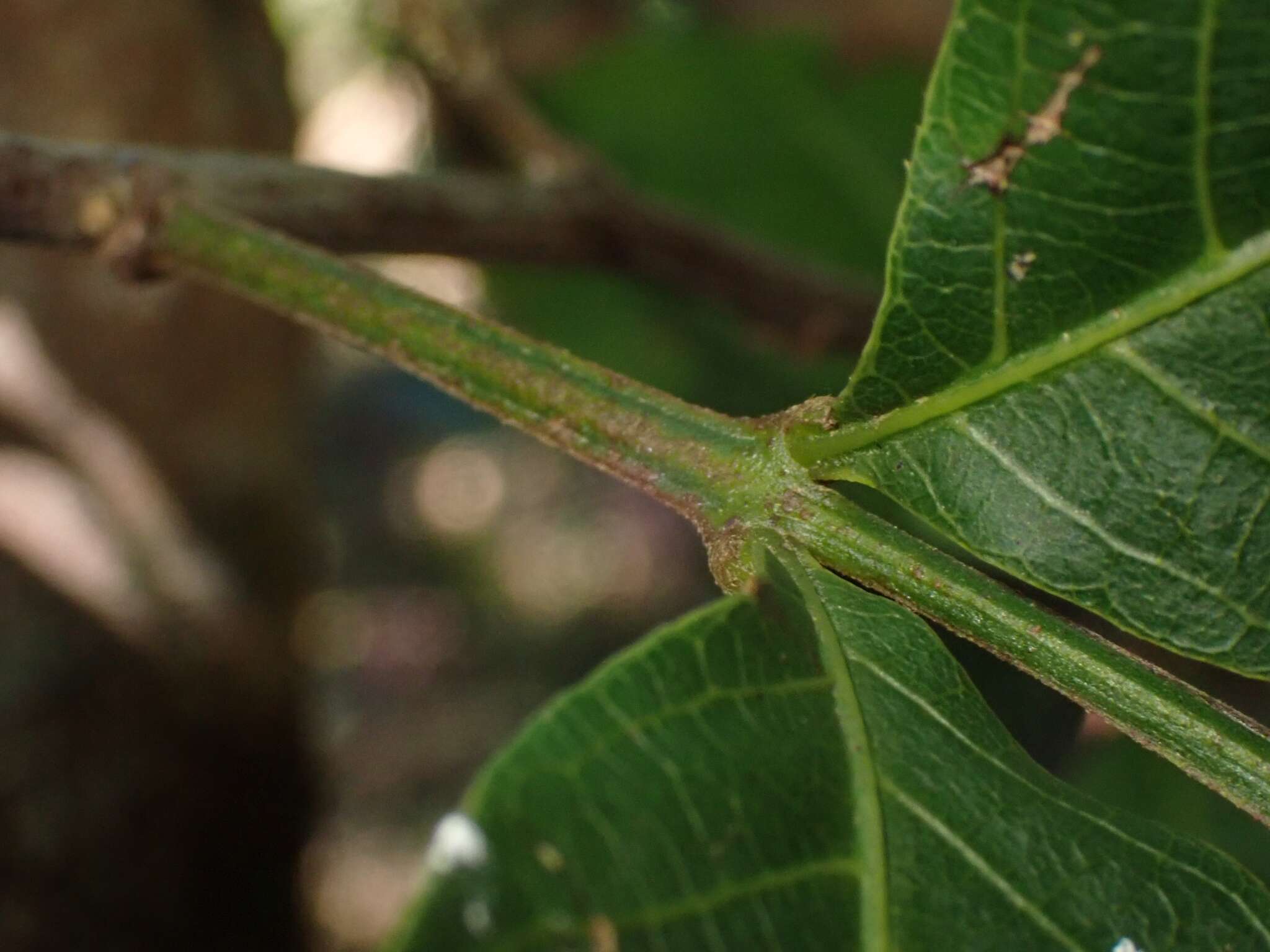 Imagem de Alectryon subcinereus (A. Gray) Radlk.