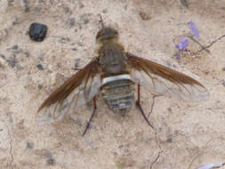 Imagem de Exoprosopa rostrifera Jaennicke 1867