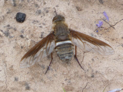 Imagem de Exoprosopa rostrifera Jaennicke 1867