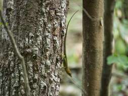 Anolis luciae Garman 1887的圖片