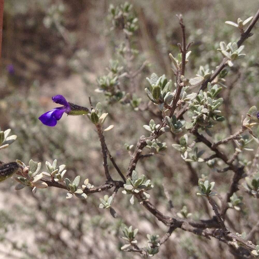 Image of Salvia thymoides Benth.