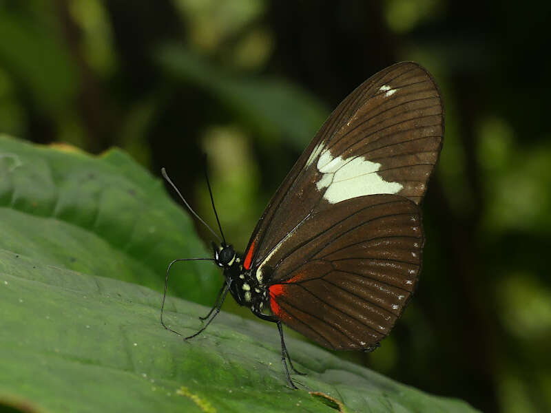 Heliconius hierax Hewitson 1869的圖片