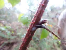 Image of Rubus erythrops E. S. Edees & A. Newton