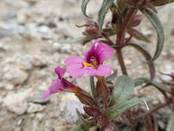 Image of red monkeyflower