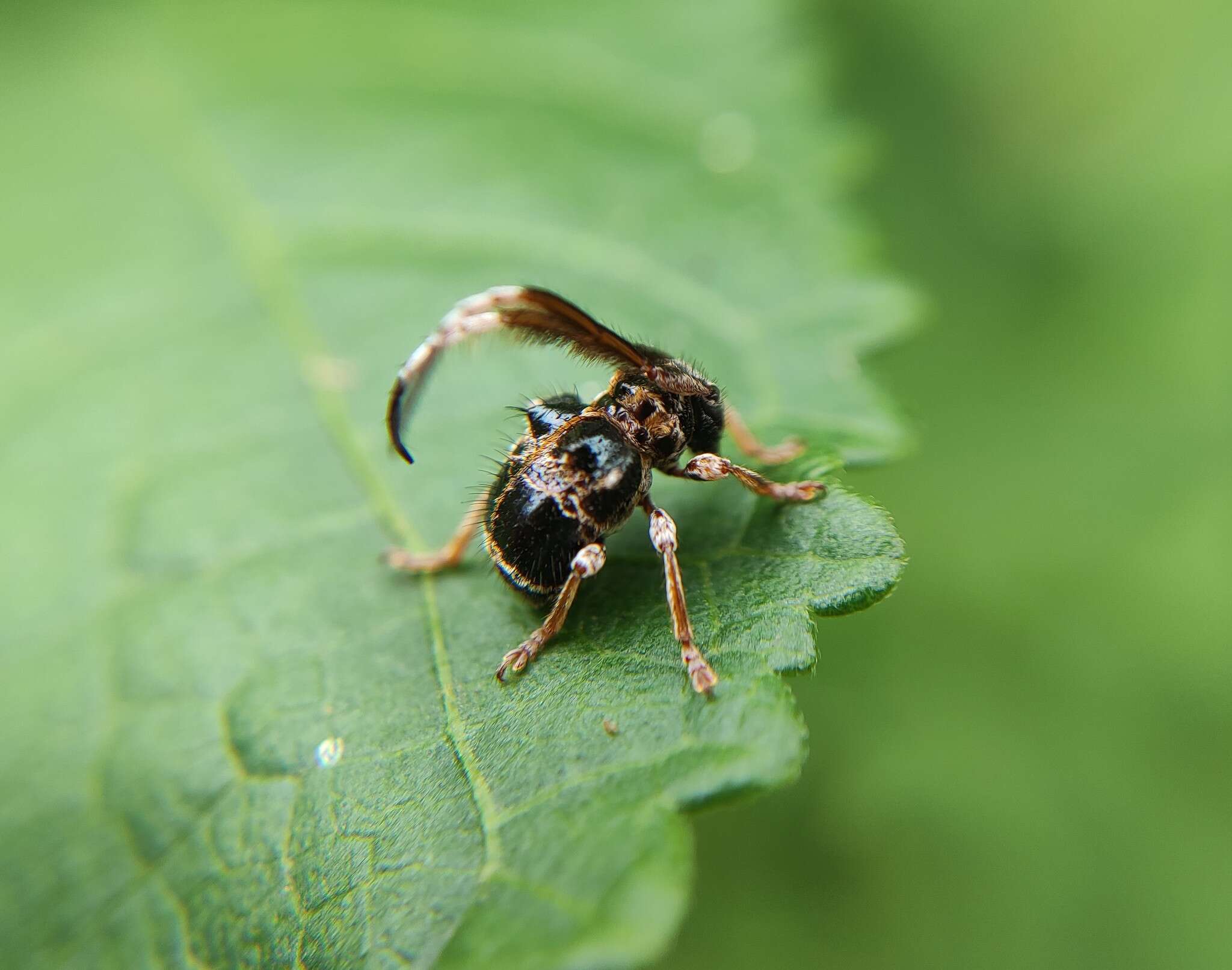 Image of Tessarecphora arachnoides Thomson 1857