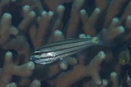 Image of Toothy cardinalfish