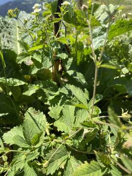 Image of Potentilla elatior Willd. ex Schltdl.