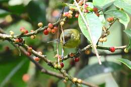 Image of Olive-backed Euphonia